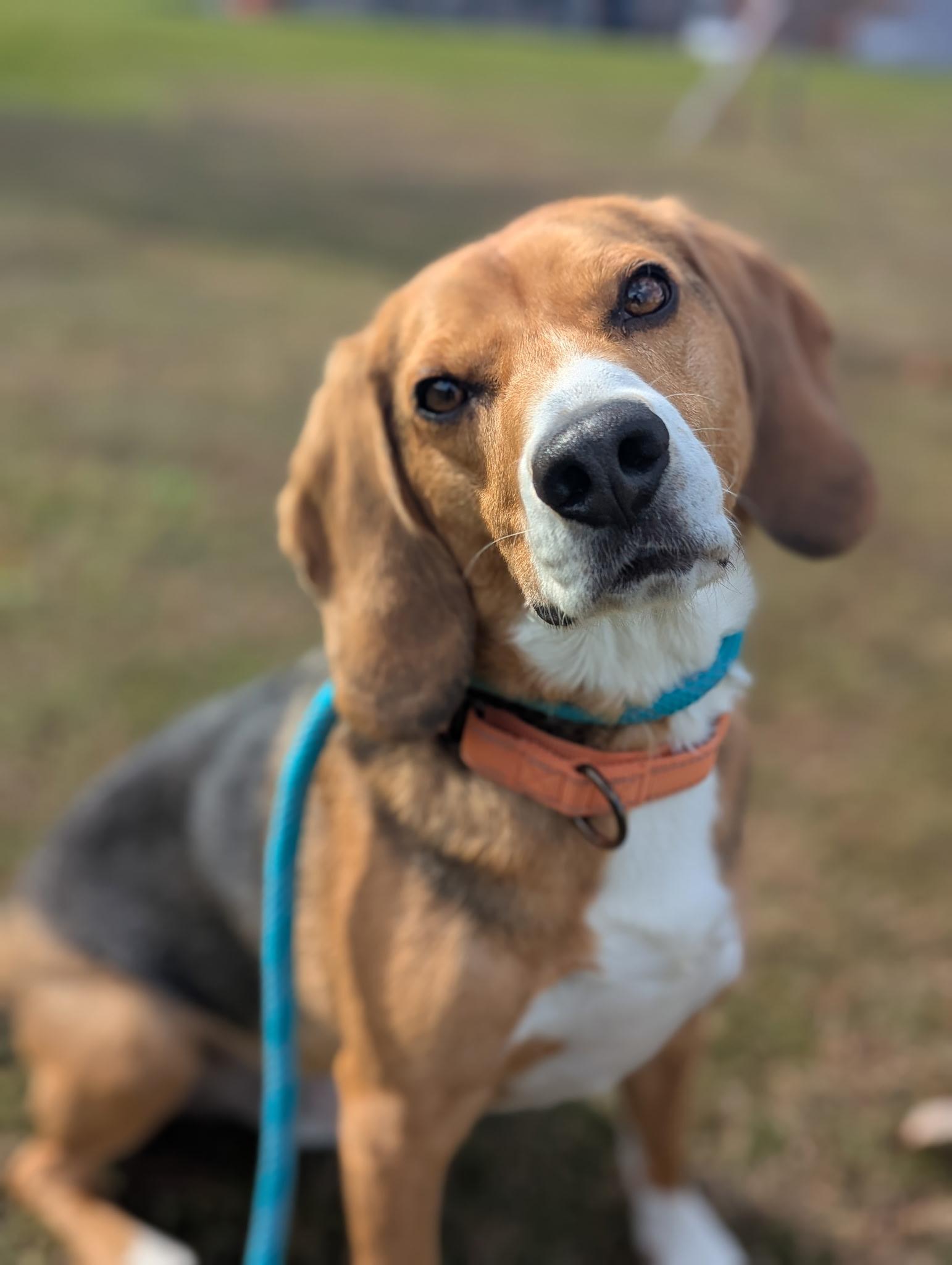 Niko, adopted, Adult Male Beagle.