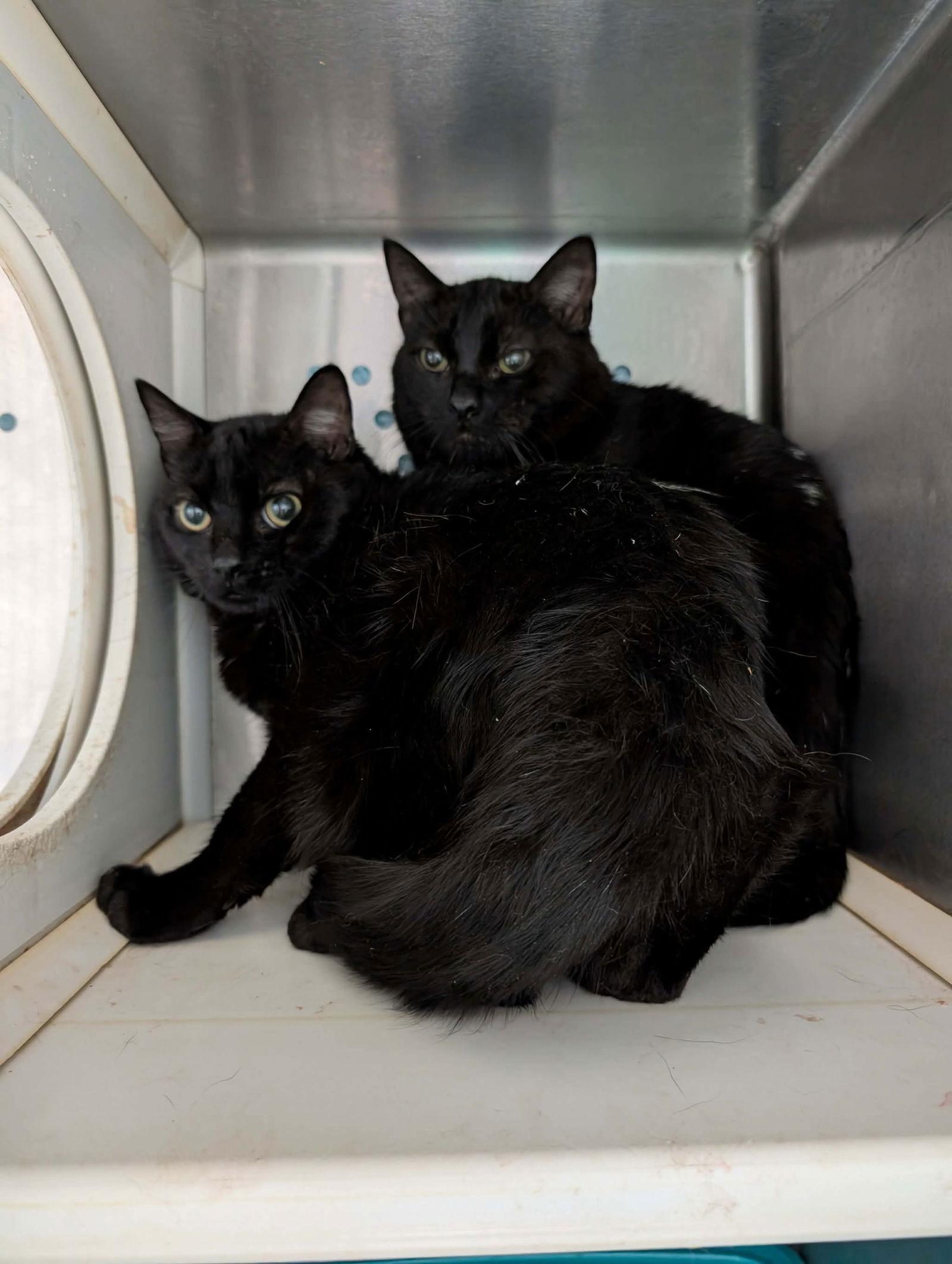 Enlarge Frankie: Not at shelter (Debra K), a Adoptable Domestic Short Hair in Rustburg, VA image 1/1