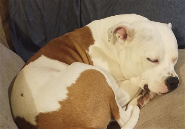 BLOSSOM, Adoptable, Young Female Pit Bull Terrier & Mixed Breed.