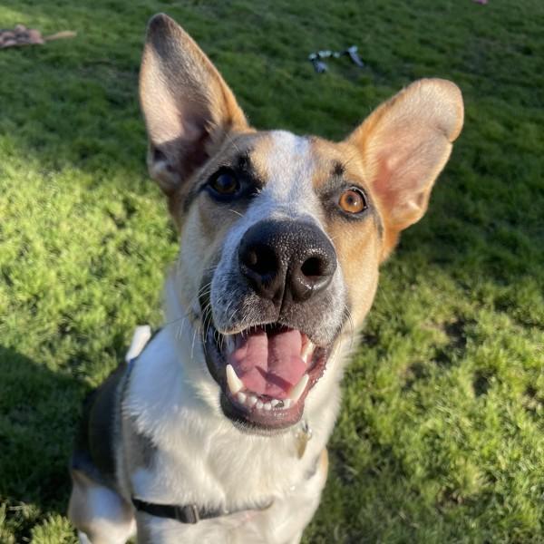 Enlarge Cosmo, a Adoptable mixed breed in Dublin, CA image 1/6