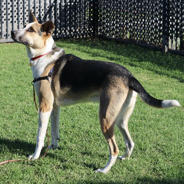 Enlarge Cosmo, a Adoptable mixed breed in Dublin, CA image 2/6