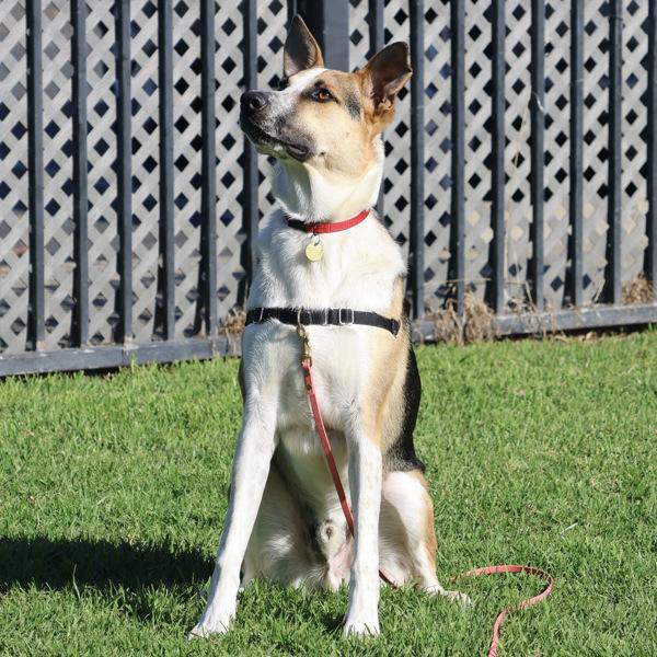 Enlarge Cosmo, a Adoptable mixed breed in Dublin, CA image 3/6