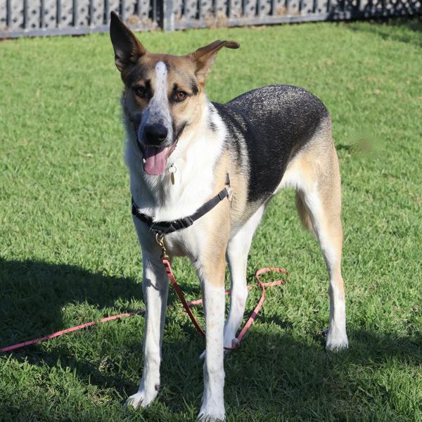 Enlarge Cosmo, a Adoptable mixed breed in Dublin, CA image 4/6