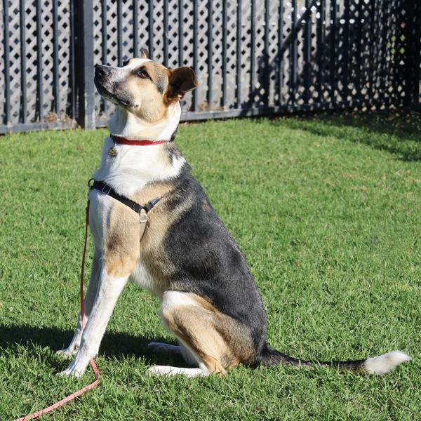 Enlarge Cosmo, a Adoptable mixed breed in Dublin, CA image 5/6