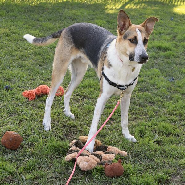 Enlarge Cosmo, a Adoptable mixed breed in Dublin, CA image 6/6