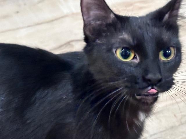 Enlarge Lunes Springfield, an adopted Domestic Short Hair in Philadelphia, PA image 3/6