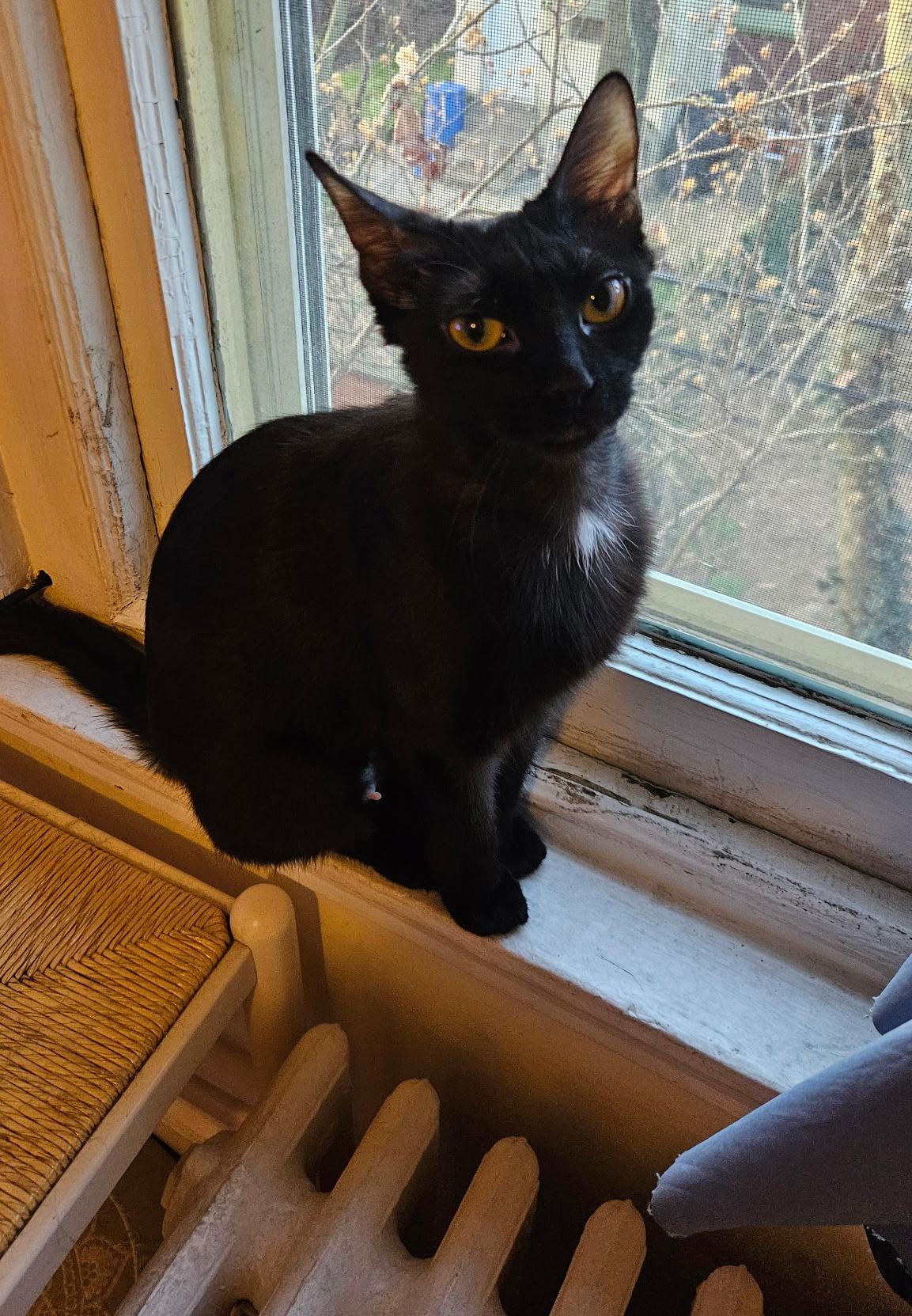 Enlarge Lunes Springfield, an adopted Domestic Short Hair in Philadelphia, PA image 5/6