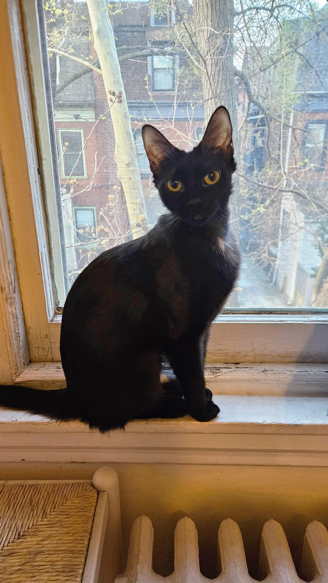 Lunes Springfield, adopted, Young Female Domestic Short Hair.