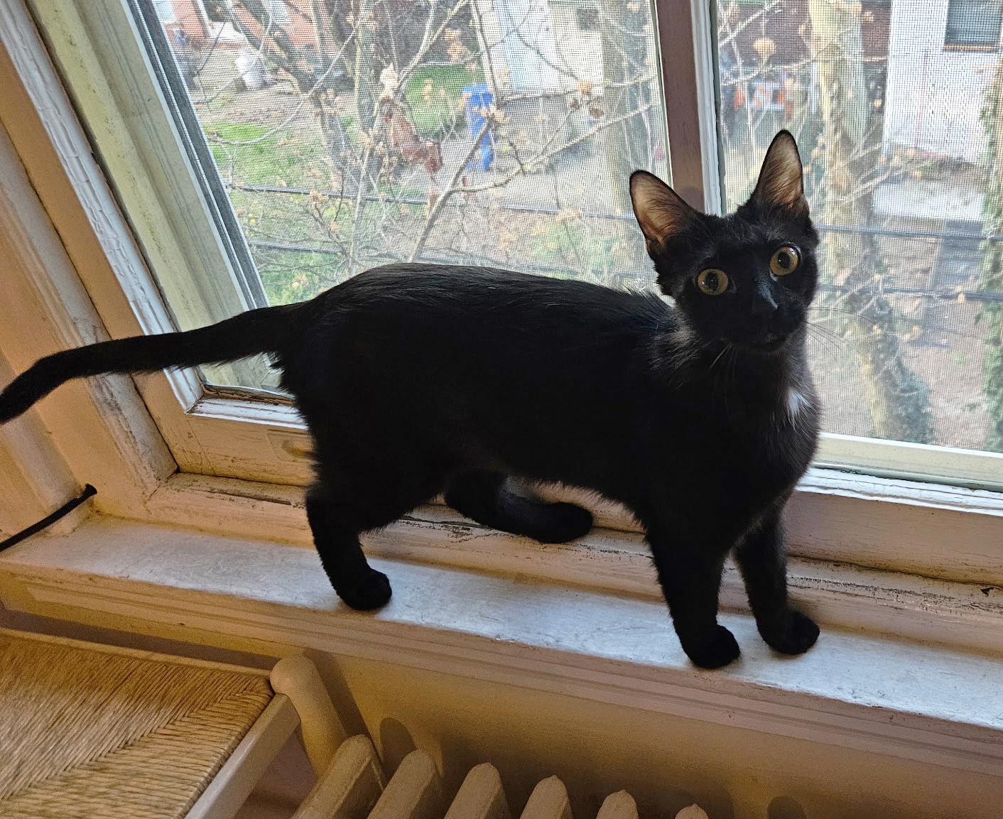 Enlarge Lunes Springfield, an adopted Domestic Short Hair in Philadelphia, PA image 6/6