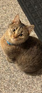 Enlarge Tiger, a Adoptable Domestic Short Hair in Winchester, VA image 1/1