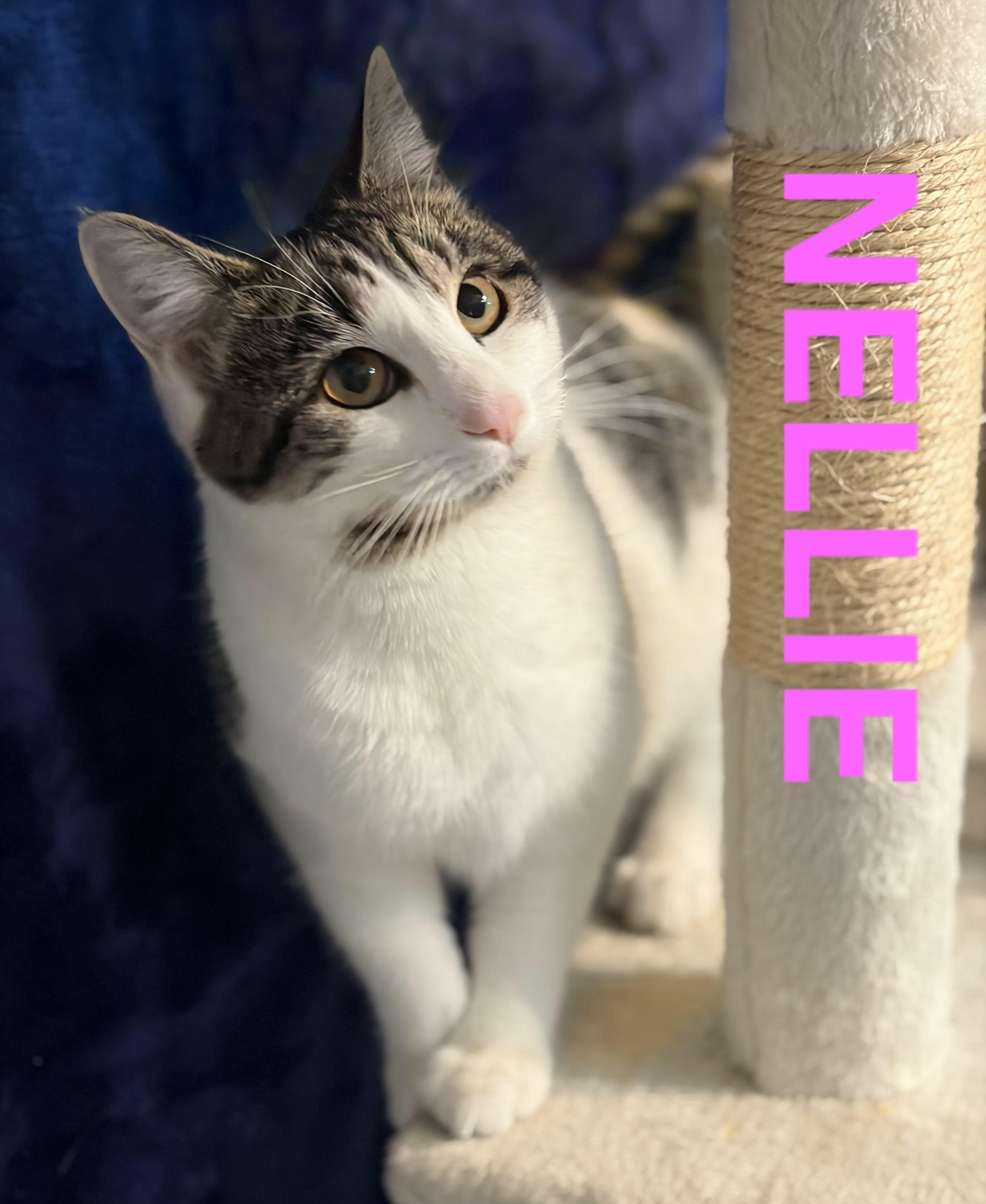 Enlarge NELLIE, a ADOPTABLE Domestic Short Hair in Harrodsburg, KY image 1/1