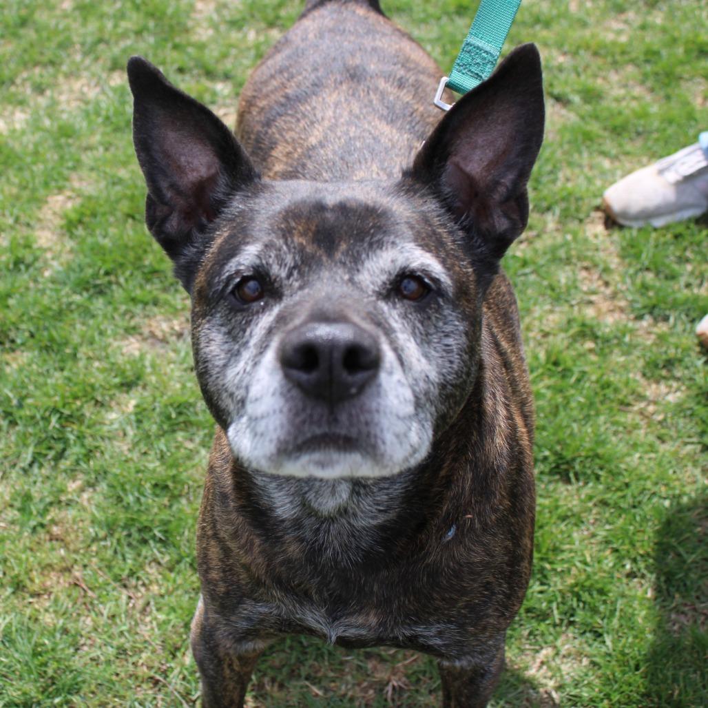 Enlarge Anna Marie, a Adoptable mixed breed in Champaign, IL image 1/6