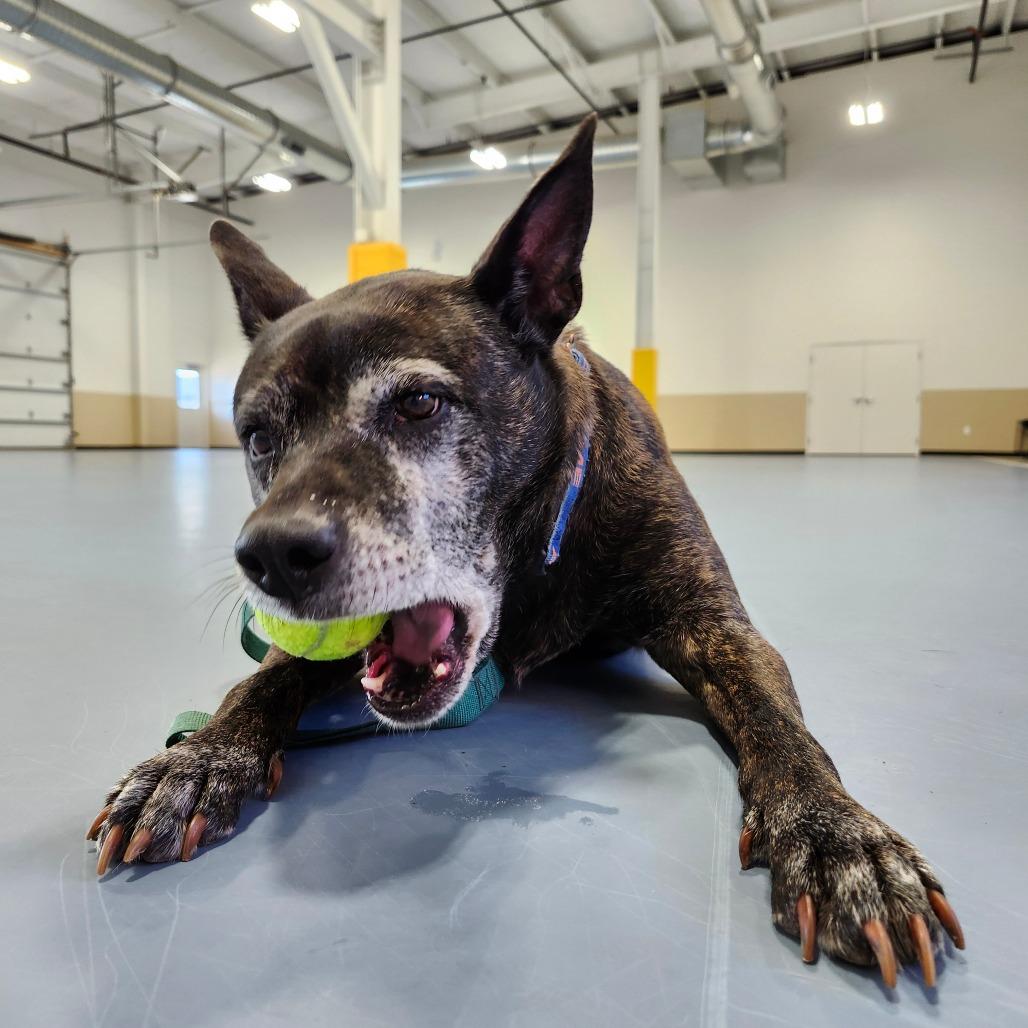 Enlarge Anna Marie, a Adoptable mixed breed in Champaign, IL image 2/6