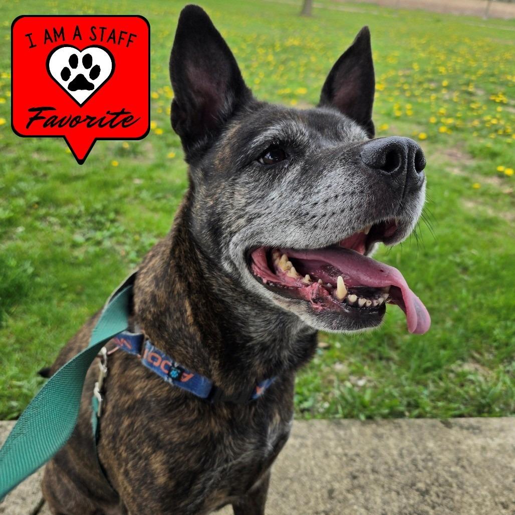 Enlarge Anna Marie, a Adoptable mixed breed in Champaign, IL image 3/6