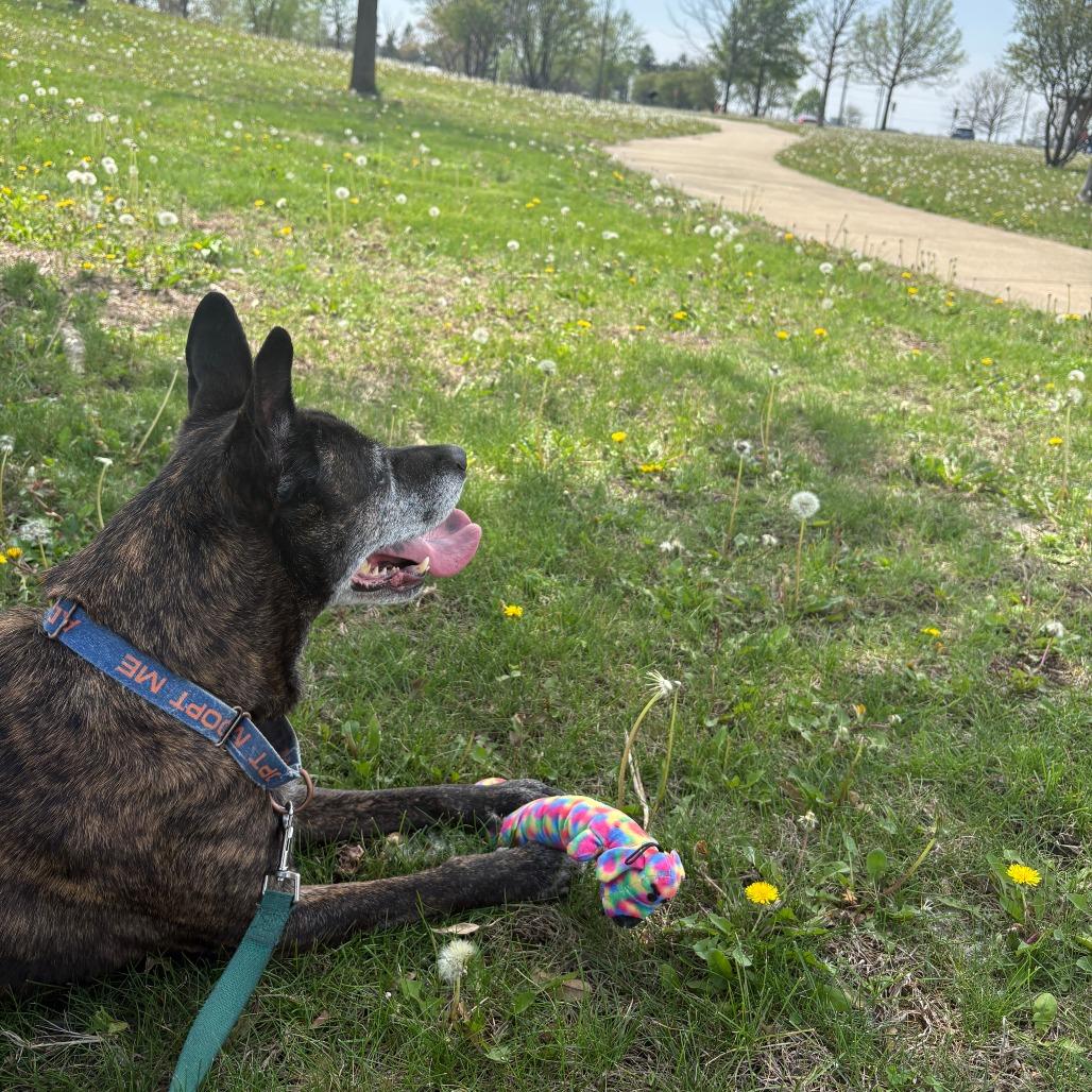 Enlarge Anna Marie, a Adoptable mixed breed in Champaign, IL image 4/6