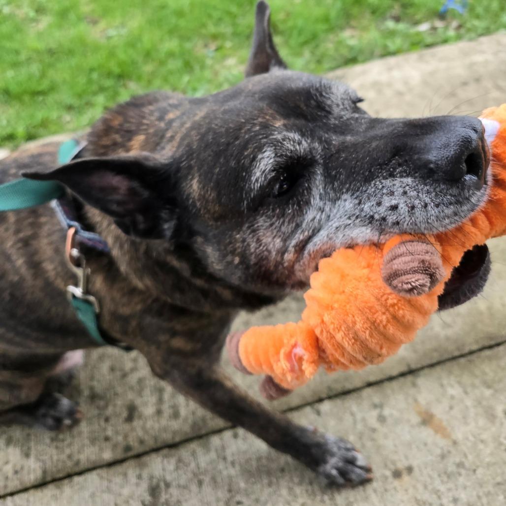 Enlarge Anna Marie, a Adoptable mixed breed in Champaign, IL image 5/6