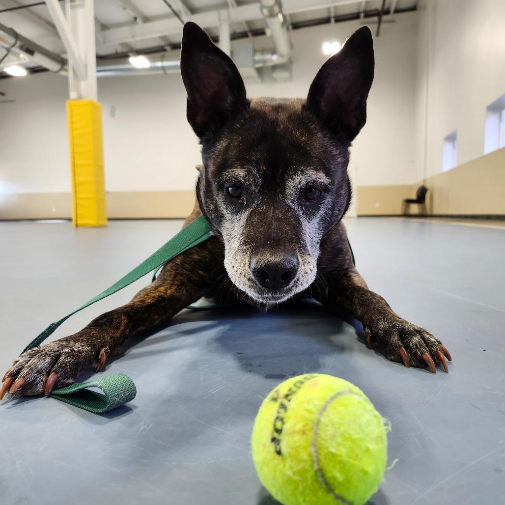 Enlarge Anna Marie, a Adoptable mixed breed in Champaign, IL image 6/6