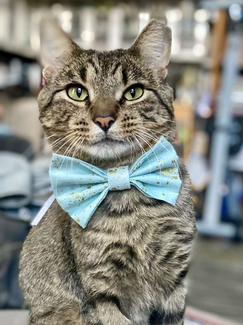 Kibble aka Catrick Swayze