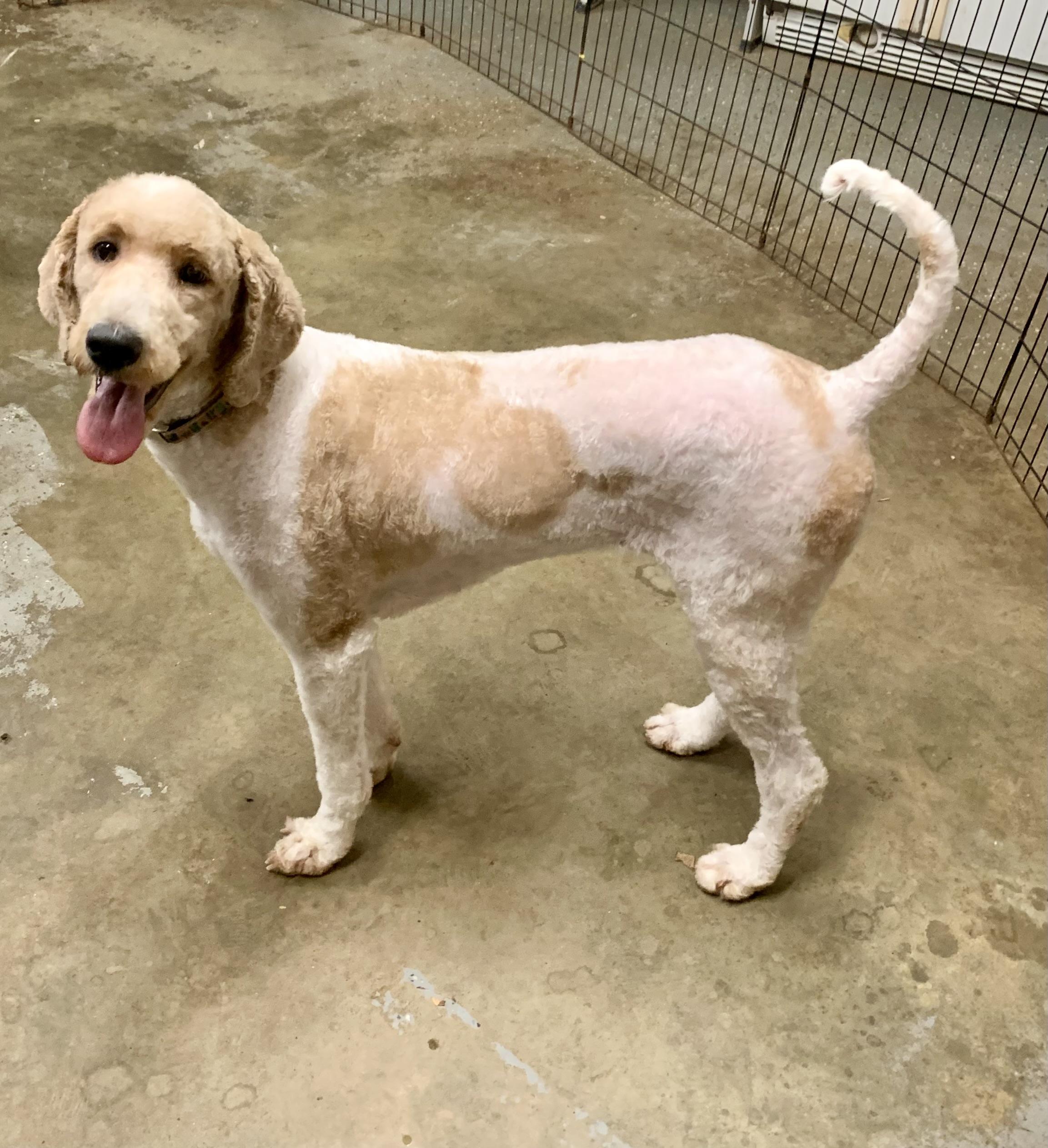 Enlarge Elise, a Adoptable Goldendoodle in Richmond, VA image 1/4