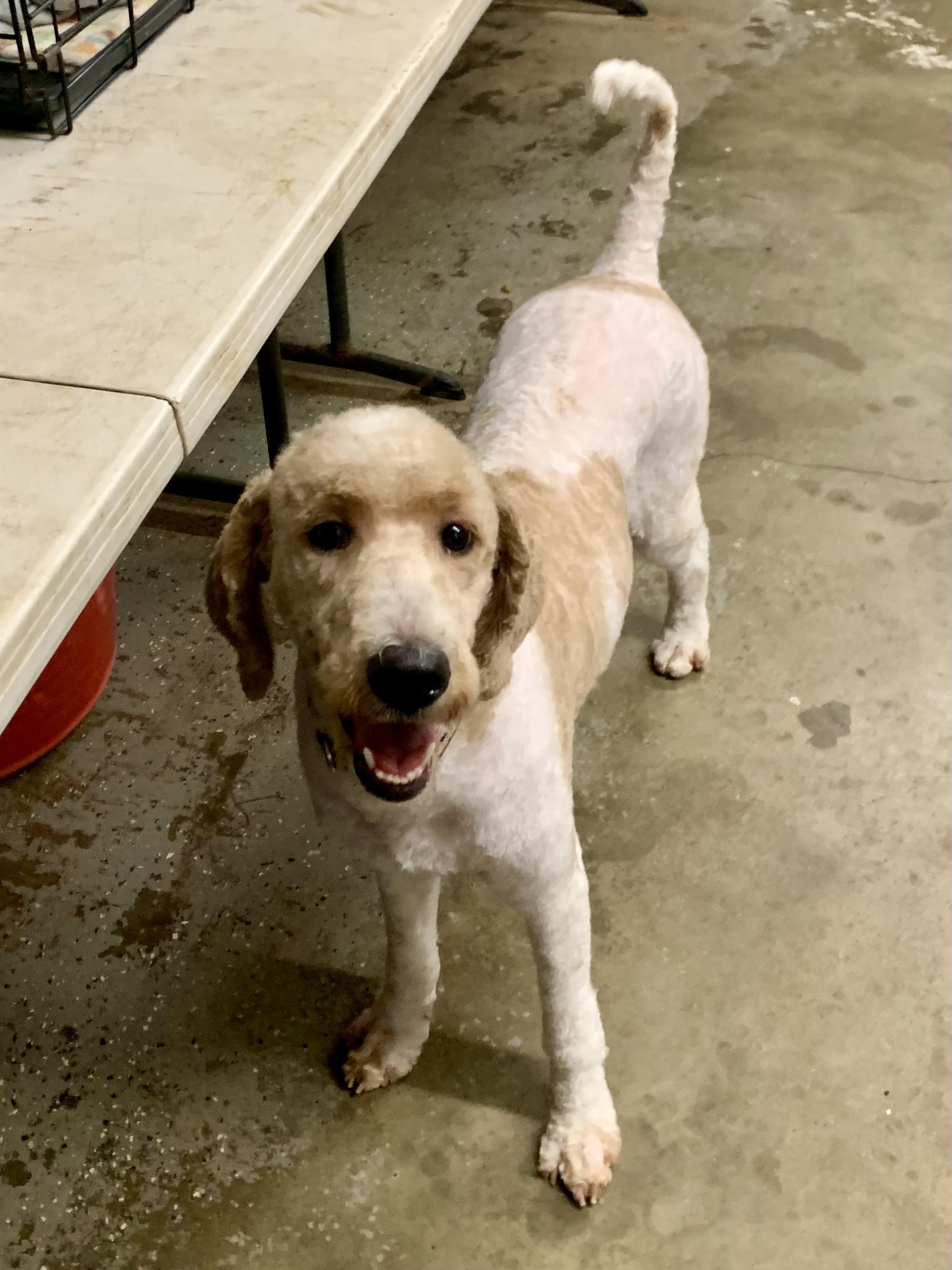 Enlarge Elise, a Adoptable Goldendoodle in Richmond, VA image 2/4