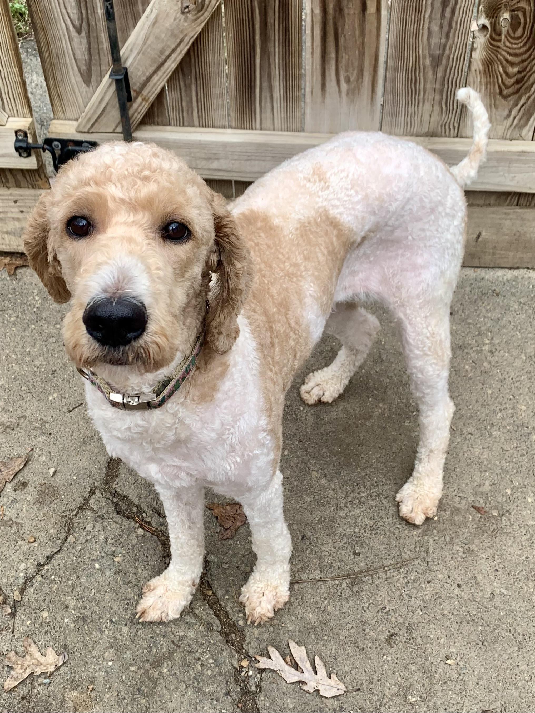 Enlarge Elise, a Adoptable Goldendoodle in Richmond, VA image 3/4