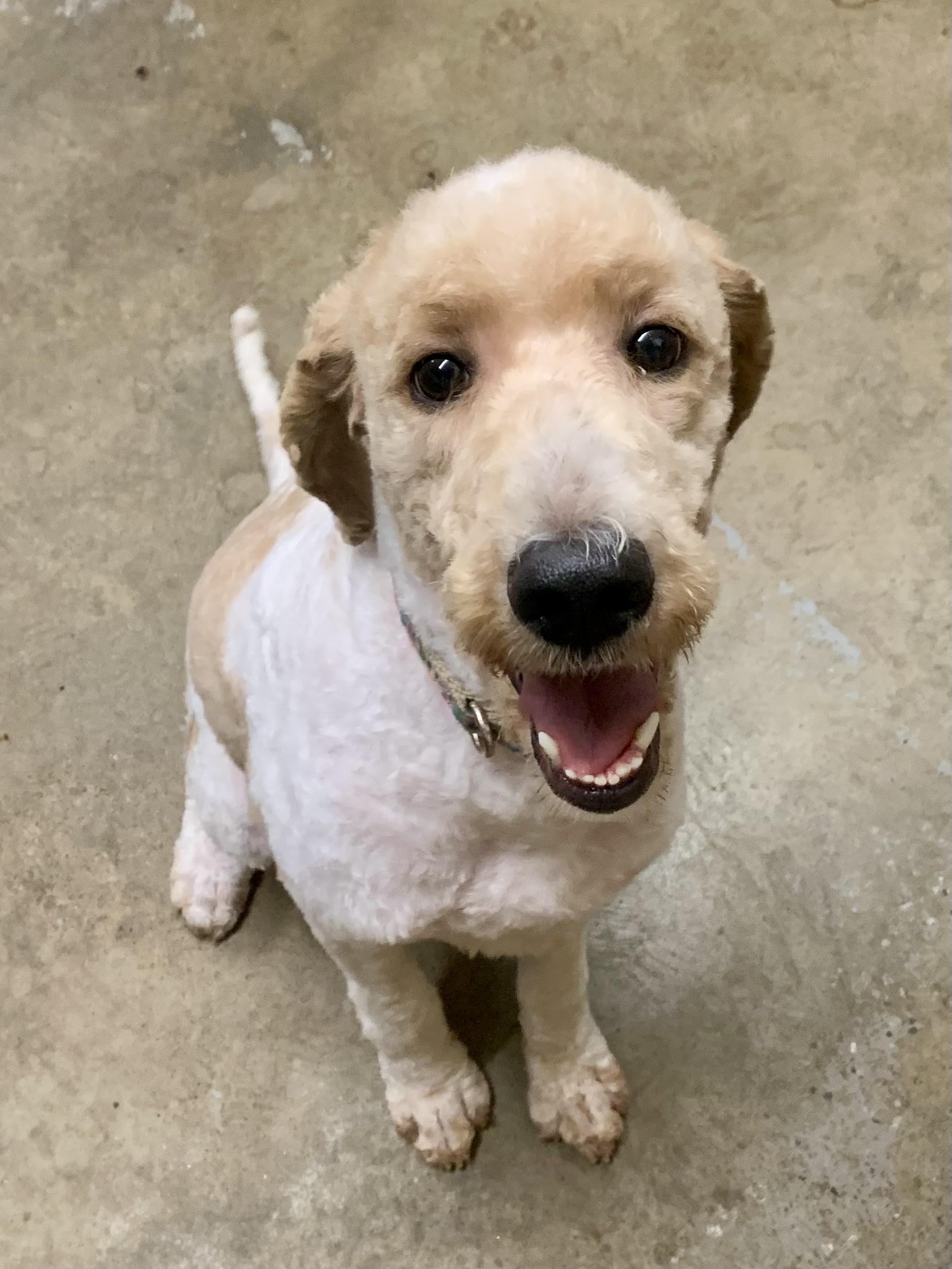 Enlarge Elise, a Adoptable Goldendoodle in Richmond, VA image 4/4