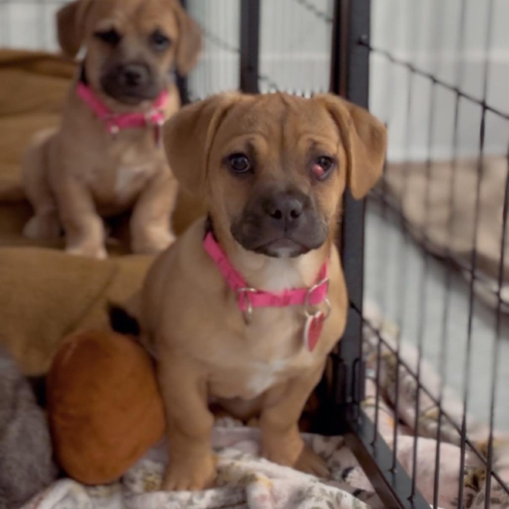 Sister A thumbnail 4