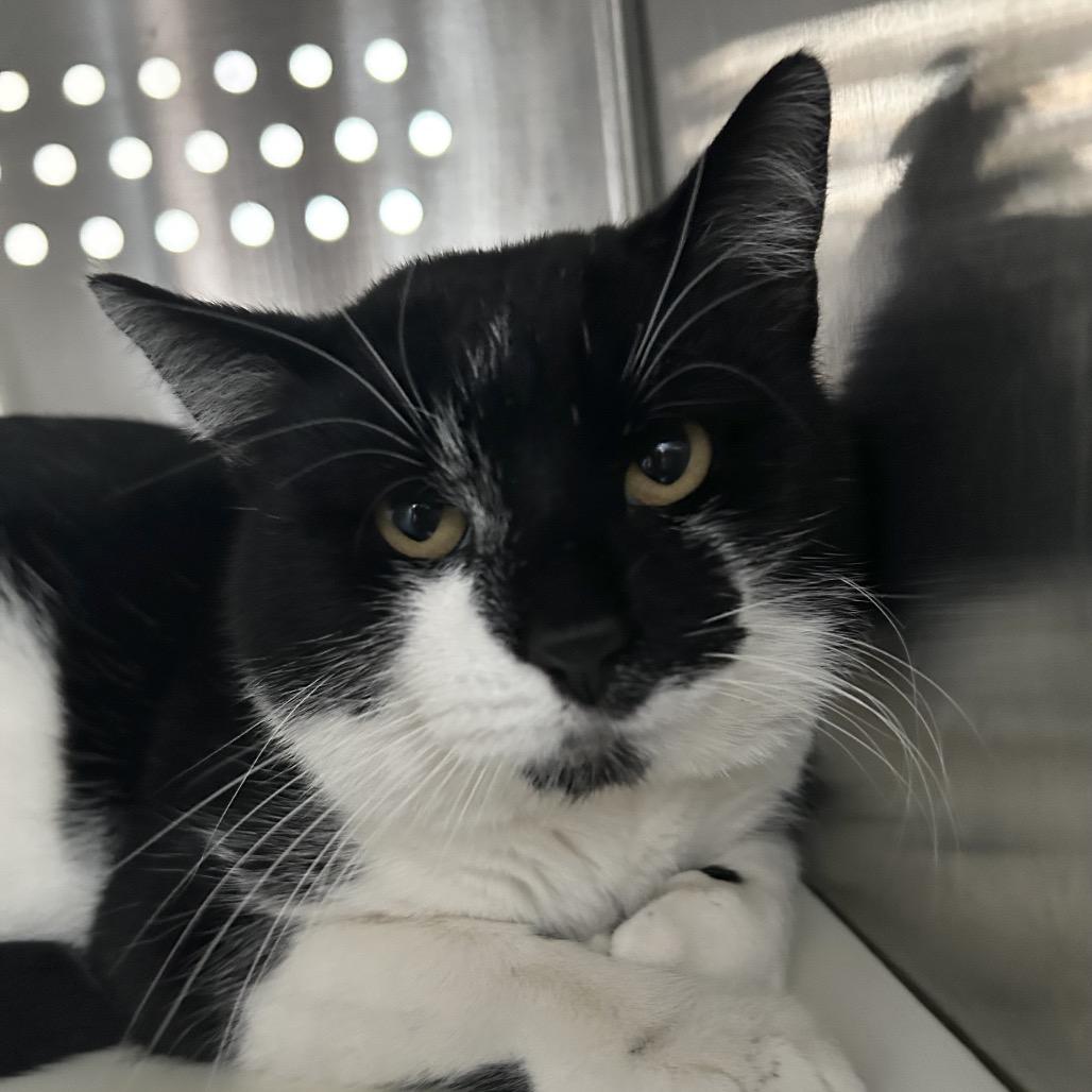 Bruce, Adoptable, Adult Male Domestic Short Hair.