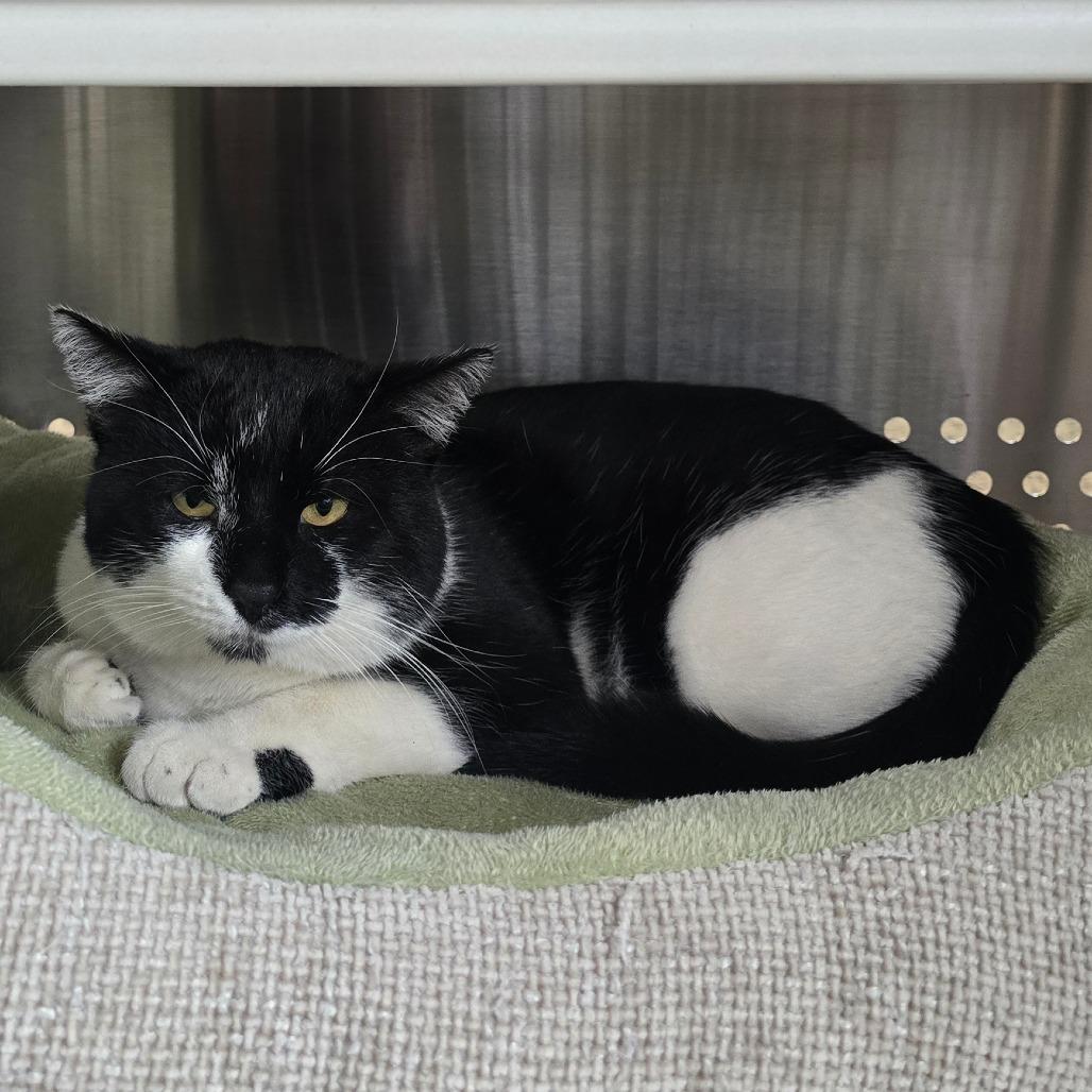 Enlarge Bruce, a Adoptable Domestic Short Hair in Denver, CO image 2/3