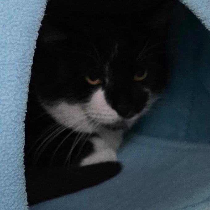 Enlarge Bruce, a Adoptable Domestic Short Hair in Denver, CO image 3/3