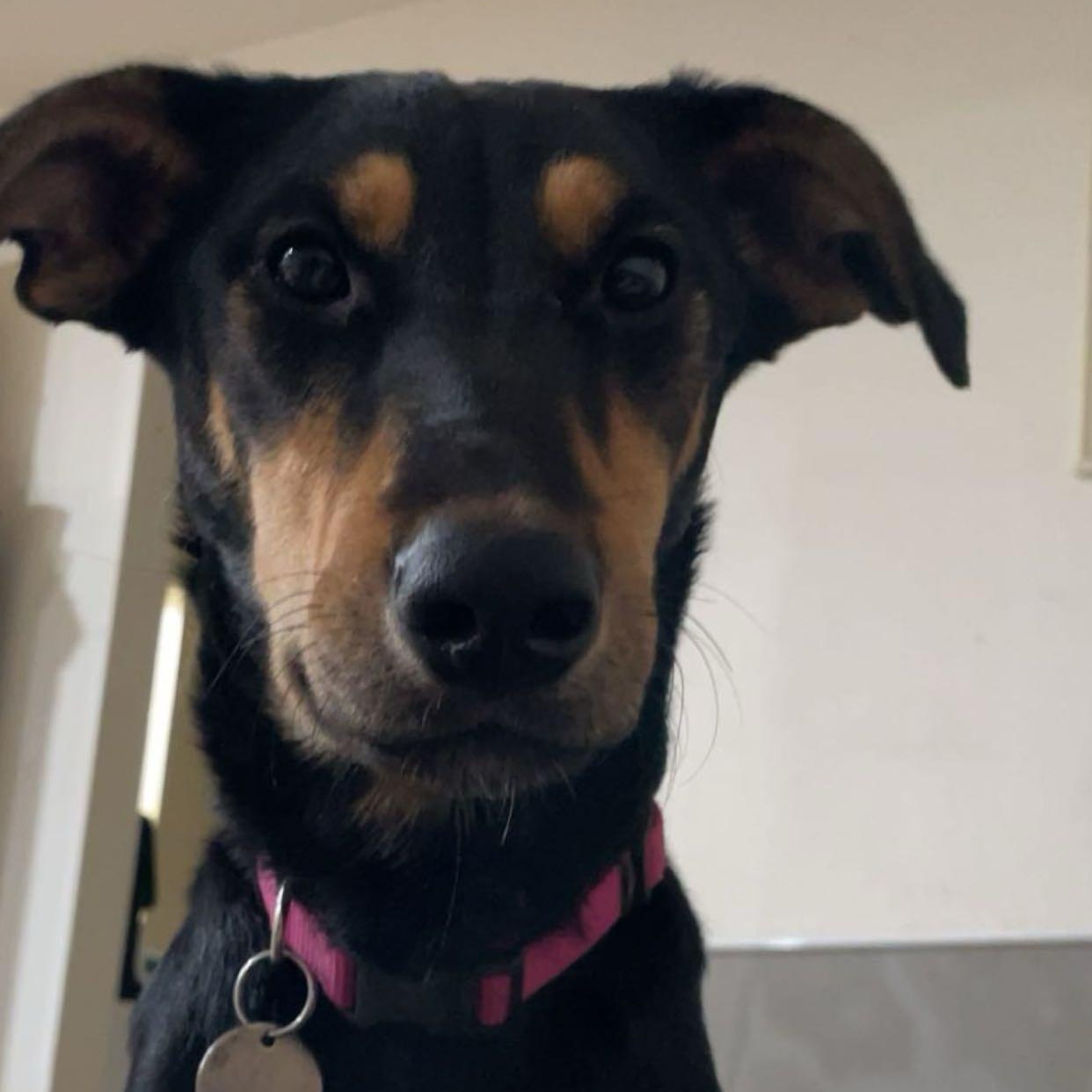 Enlarge Maeve, a Adoptable mixed breed in wenatchee, WA image 4/4