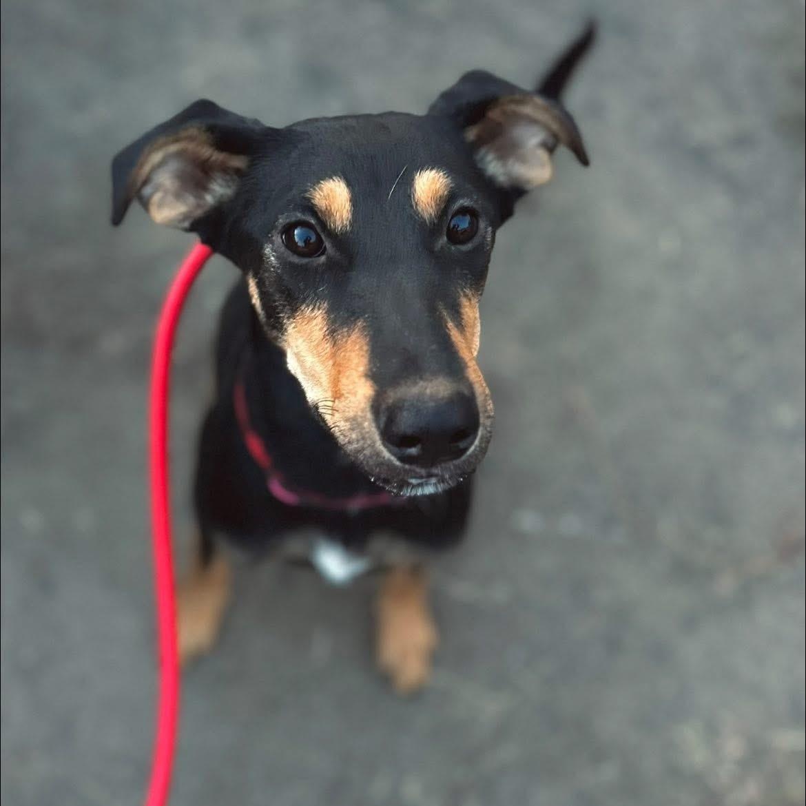 Enlarge Maeve, a Adoptable mixed breed in wenatchee, WA image 1/4