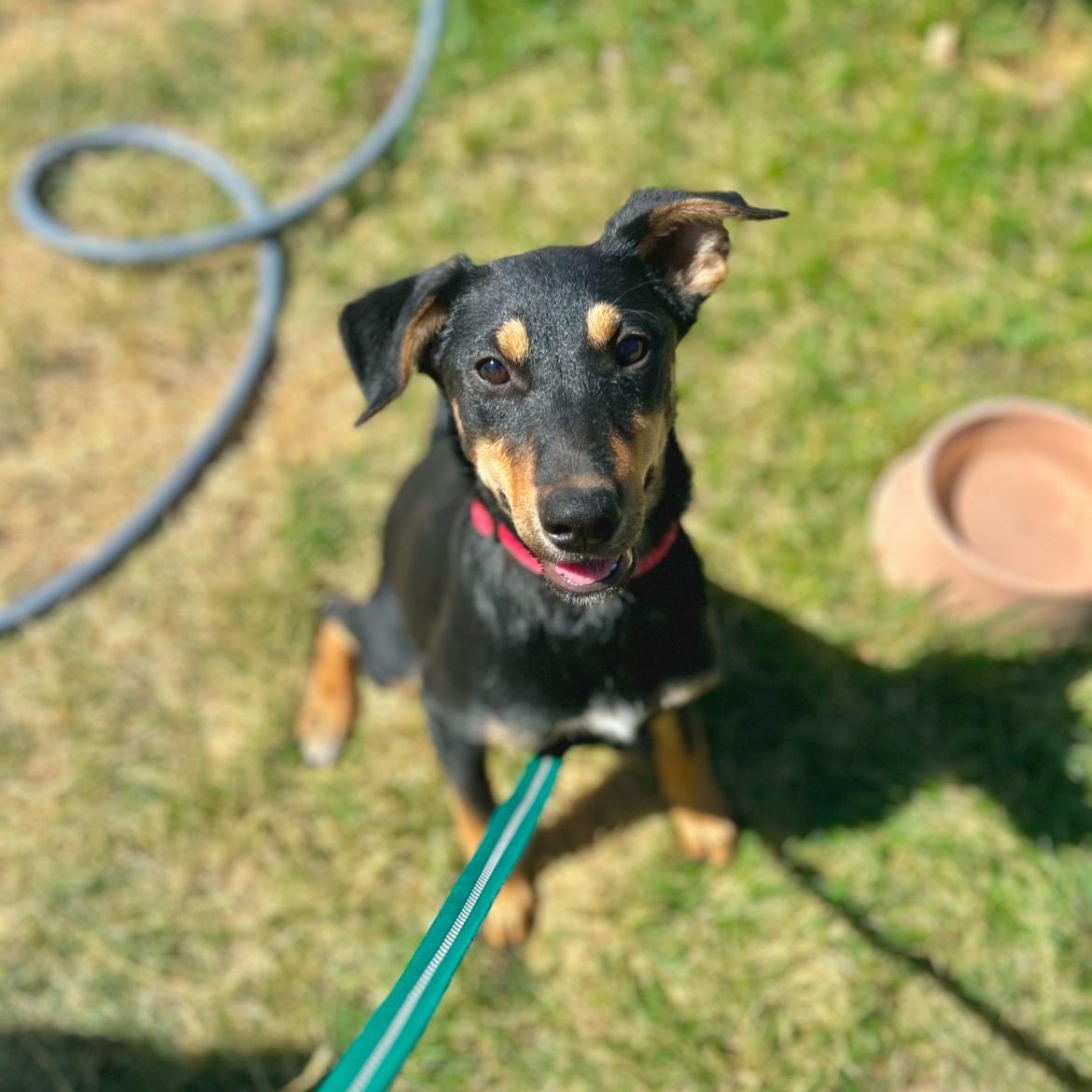 Enlarge Maeve, a Adoptable mixed breed in wenatchee, WA image 2/4
