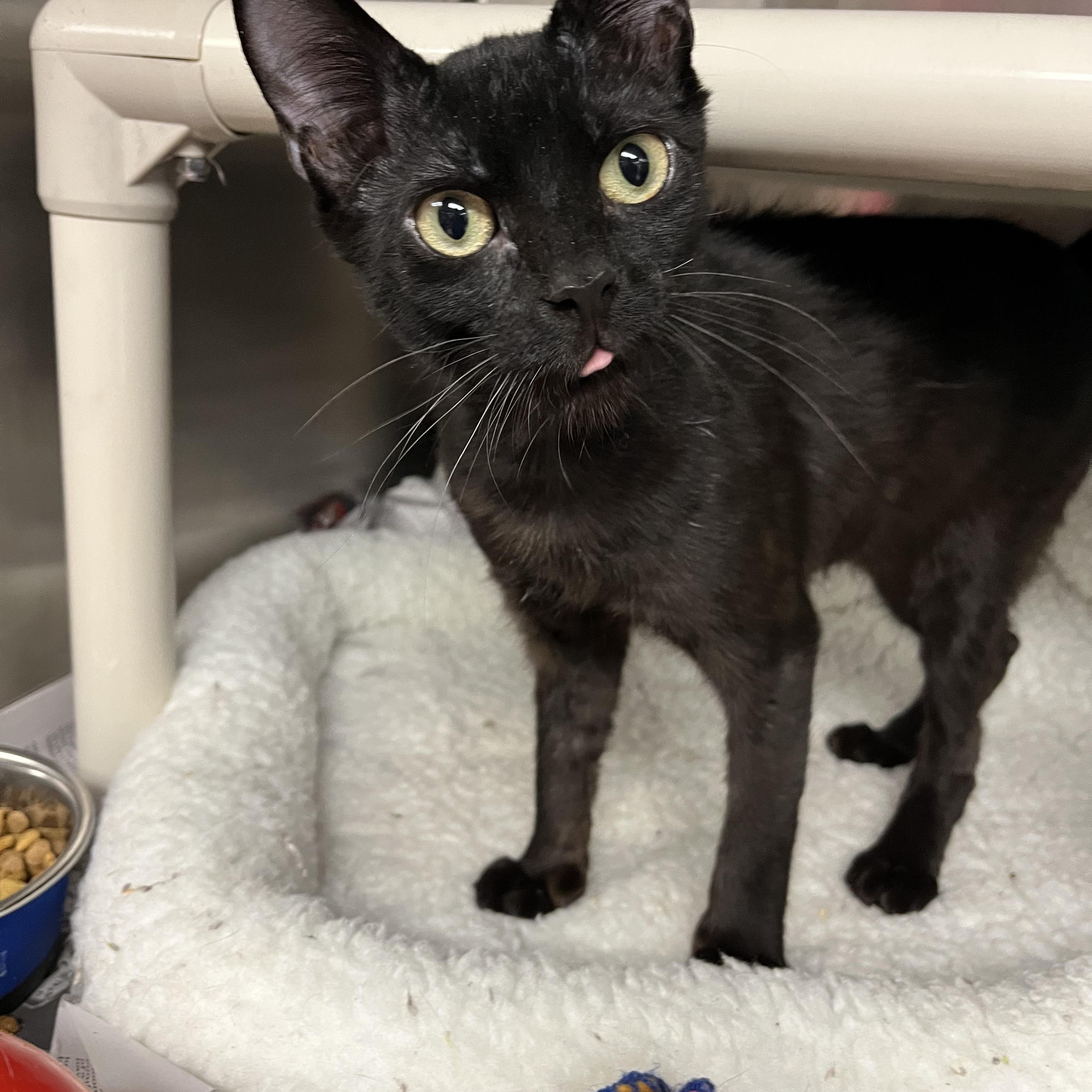 Falcon, an adopted American Shorthair in North Kingstown, RI image 3/4