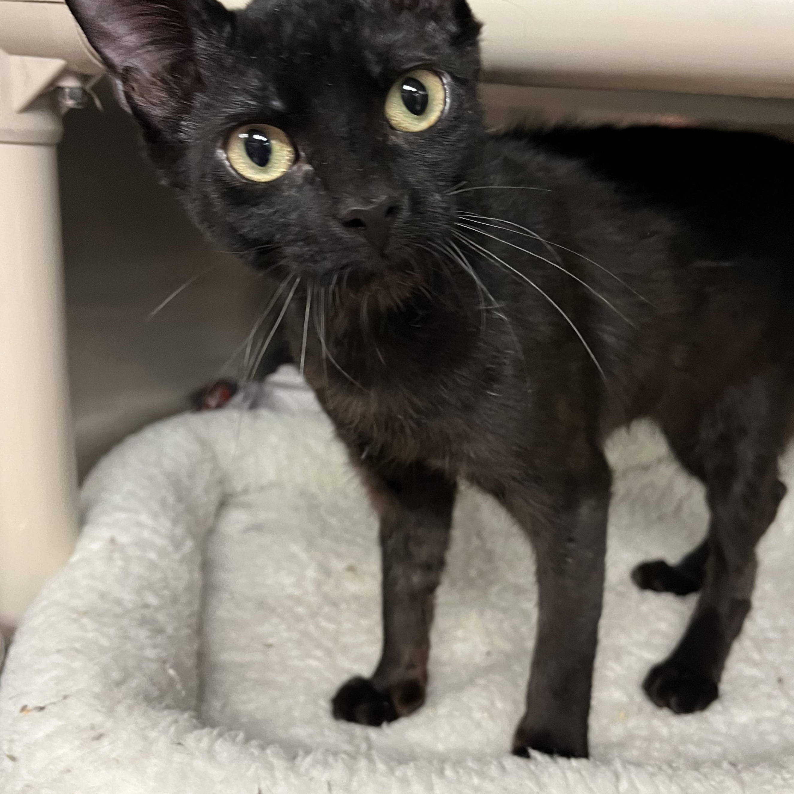 Falcon, an adopted American Shorthair in North Kingstown, RI image 1/4