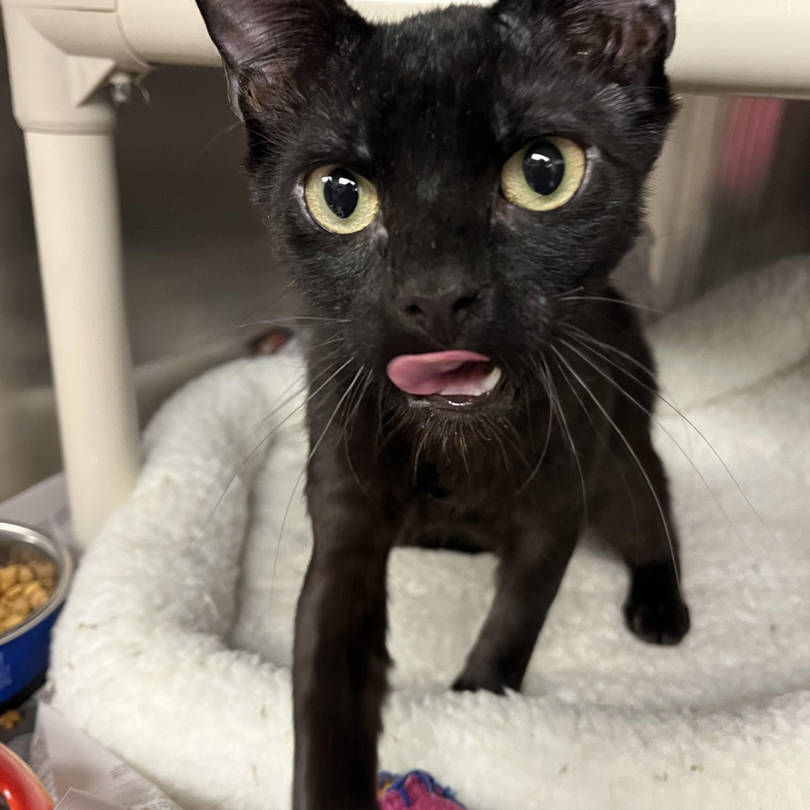 Falcon, an adopted American Shorthair in North Kingstown, RI image 2/4