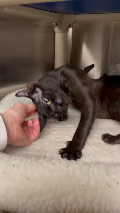 Enlarge Falcon, an adopted American Shorthair in North Kingstown, RI video 4/4