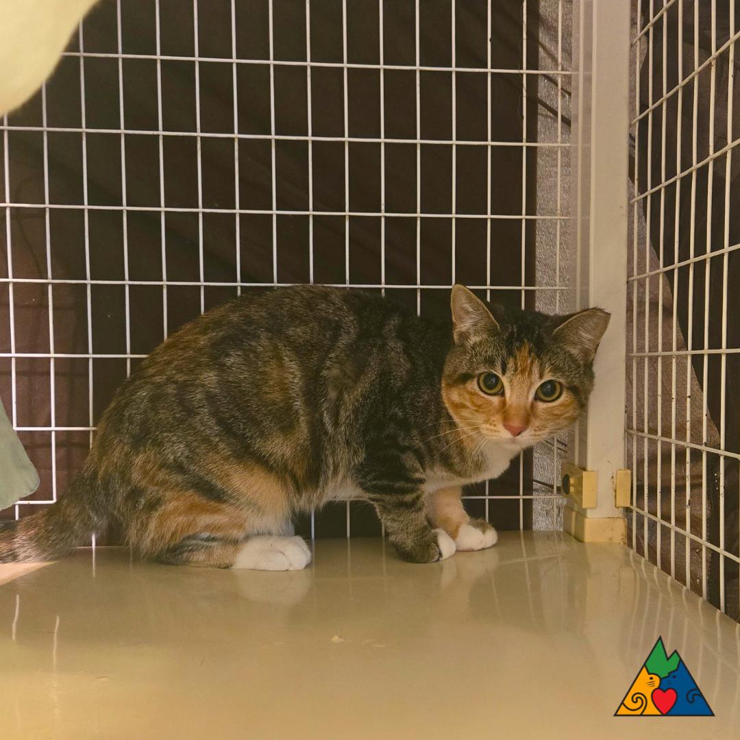Sriracha, an adoptable Domestic Short Hair in Douglas, WY, 82633 | Photo Image 1