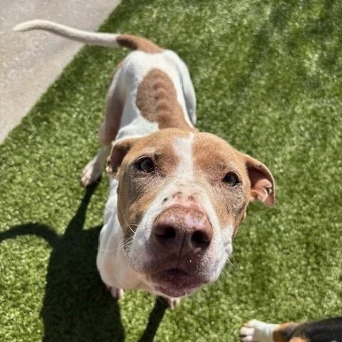 Sadie , ADOPTABLE, Senior Female Pit Bull Terrier.