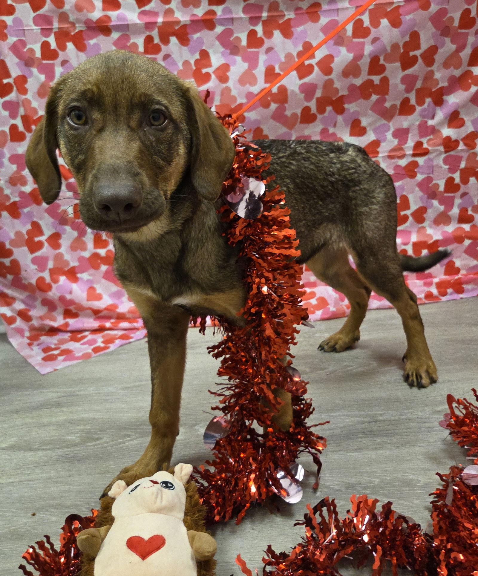 Enlarge Elsie, a Adoptable mixed breed in Attalla, AL image 1/3