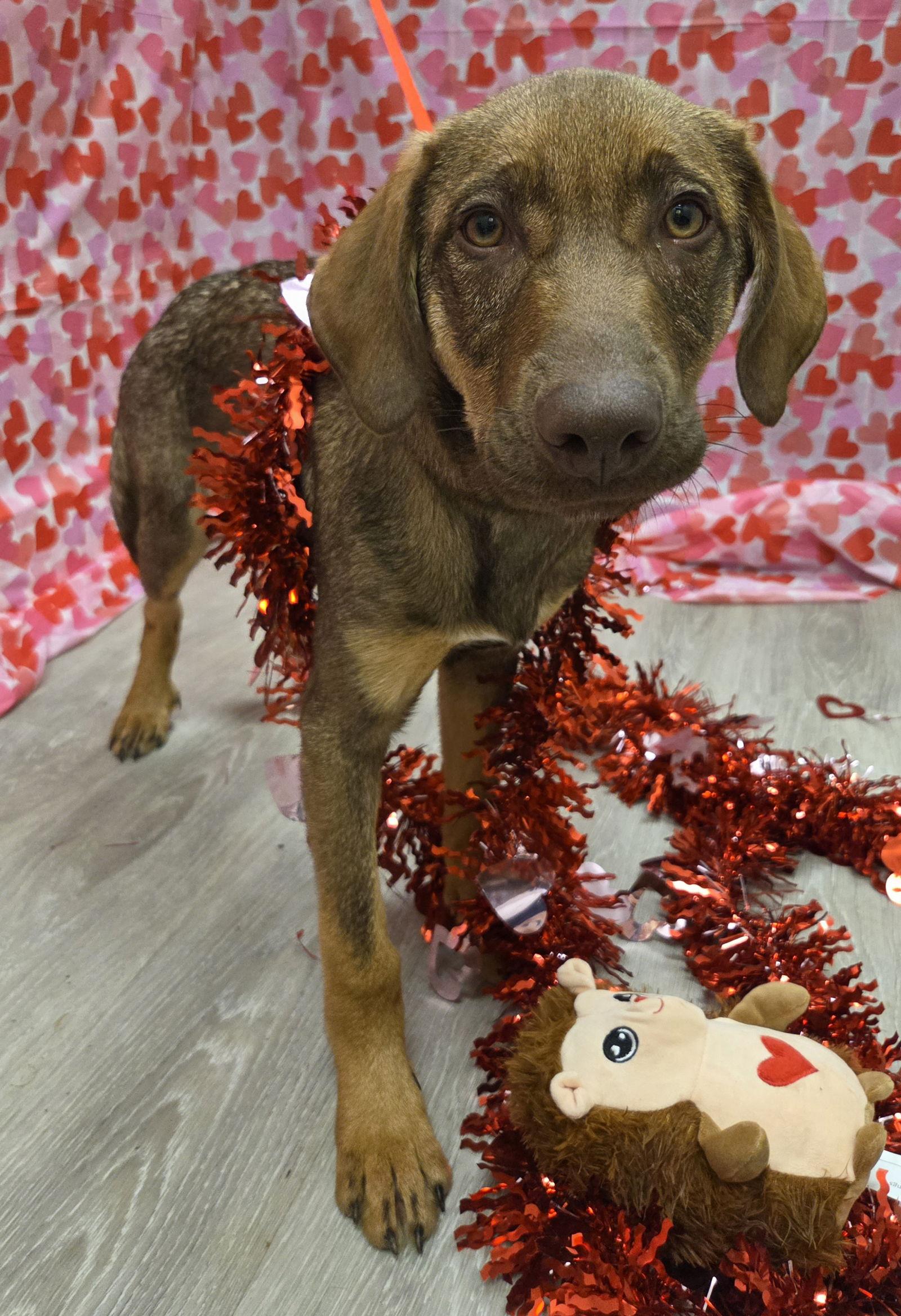 Enlarge Elsie, a Adoptable mixed breed in Attalla, AL image 2/3