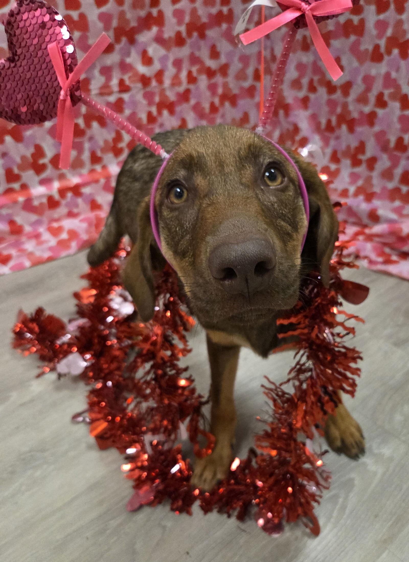 Enlarge Elsie, a Adoptable mixed breed in Attalla, AL image 3/3
