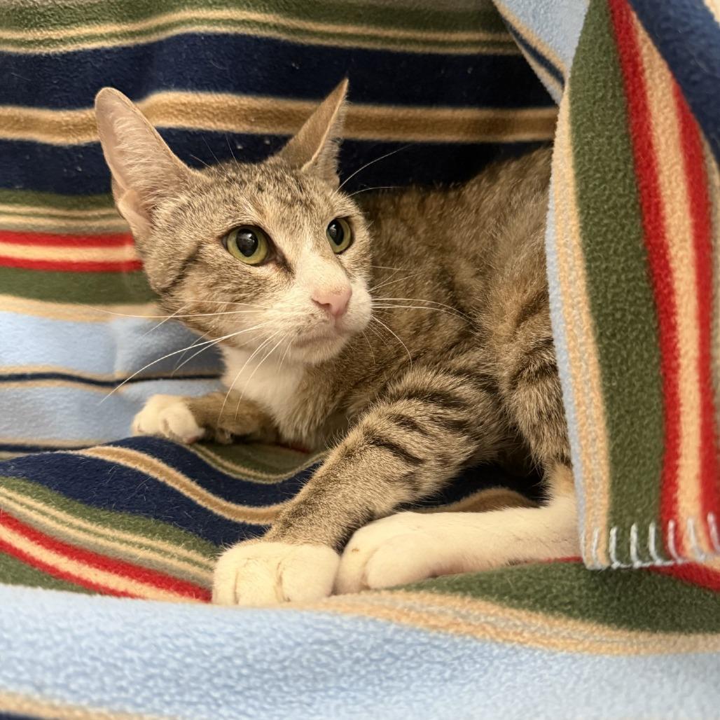 Didi, Adoptable, Young Female Domestic Short Hair.