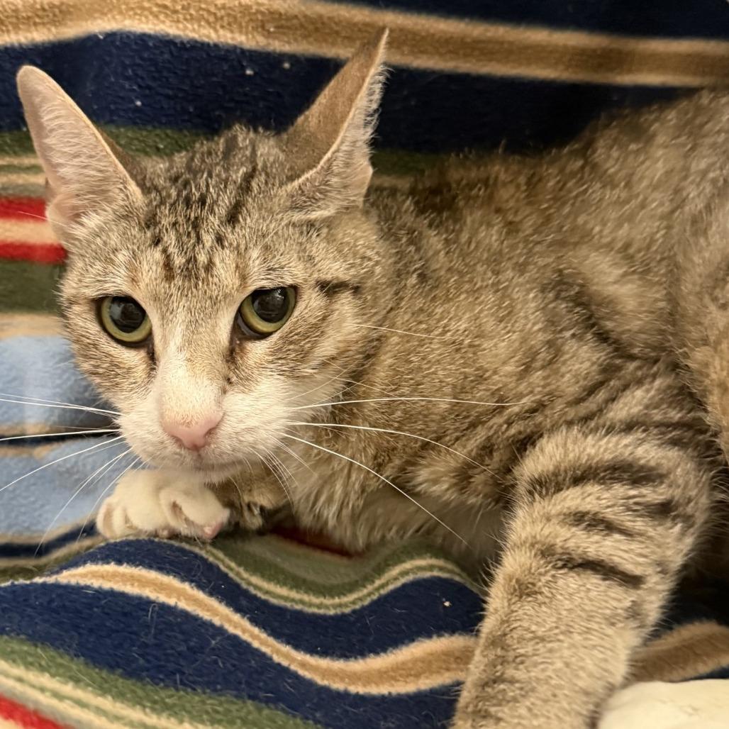 Enlarge Didi, a Adoptable Domestic Short Hair in Brea, CA image 2/2