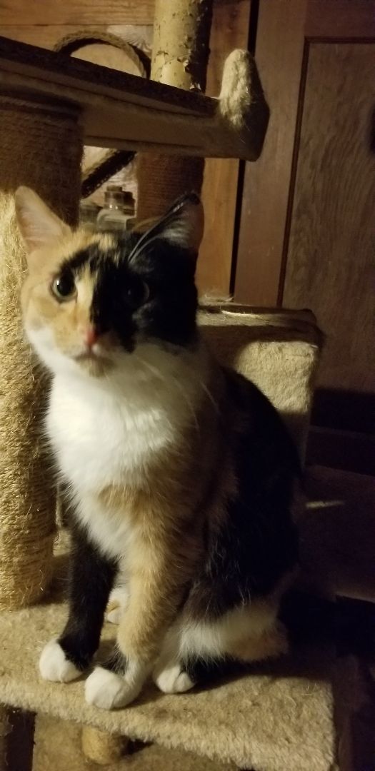 Patches, a Adoptable mixed breed in Monroe, TN image 1/4