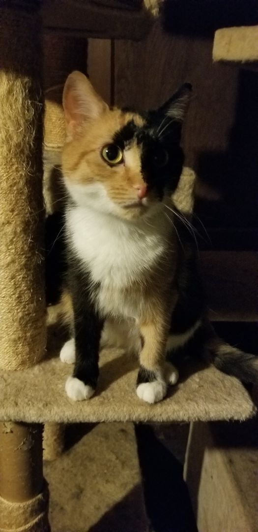 Patches, a Adoptable mixed breed in Monroe, TN image 2/4