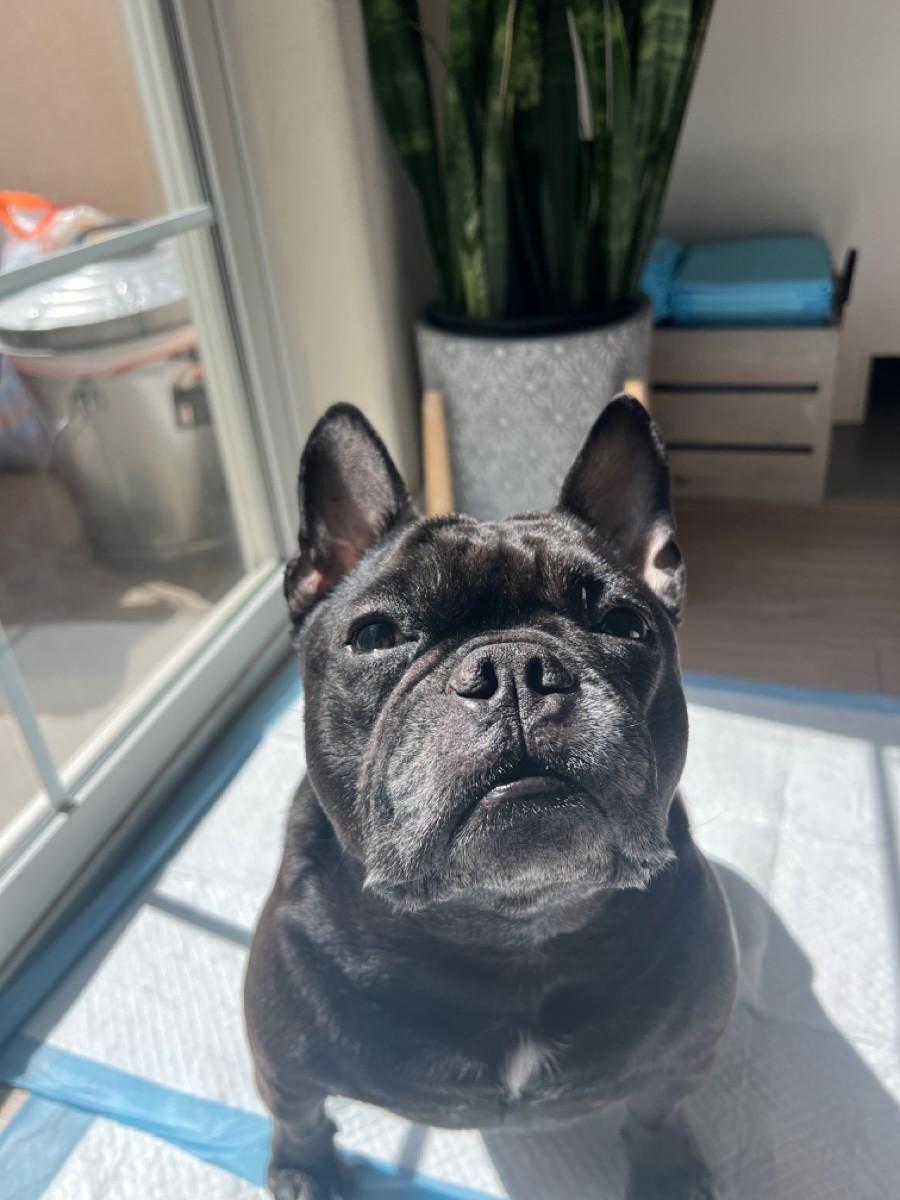 Luna-La Mirada, CA