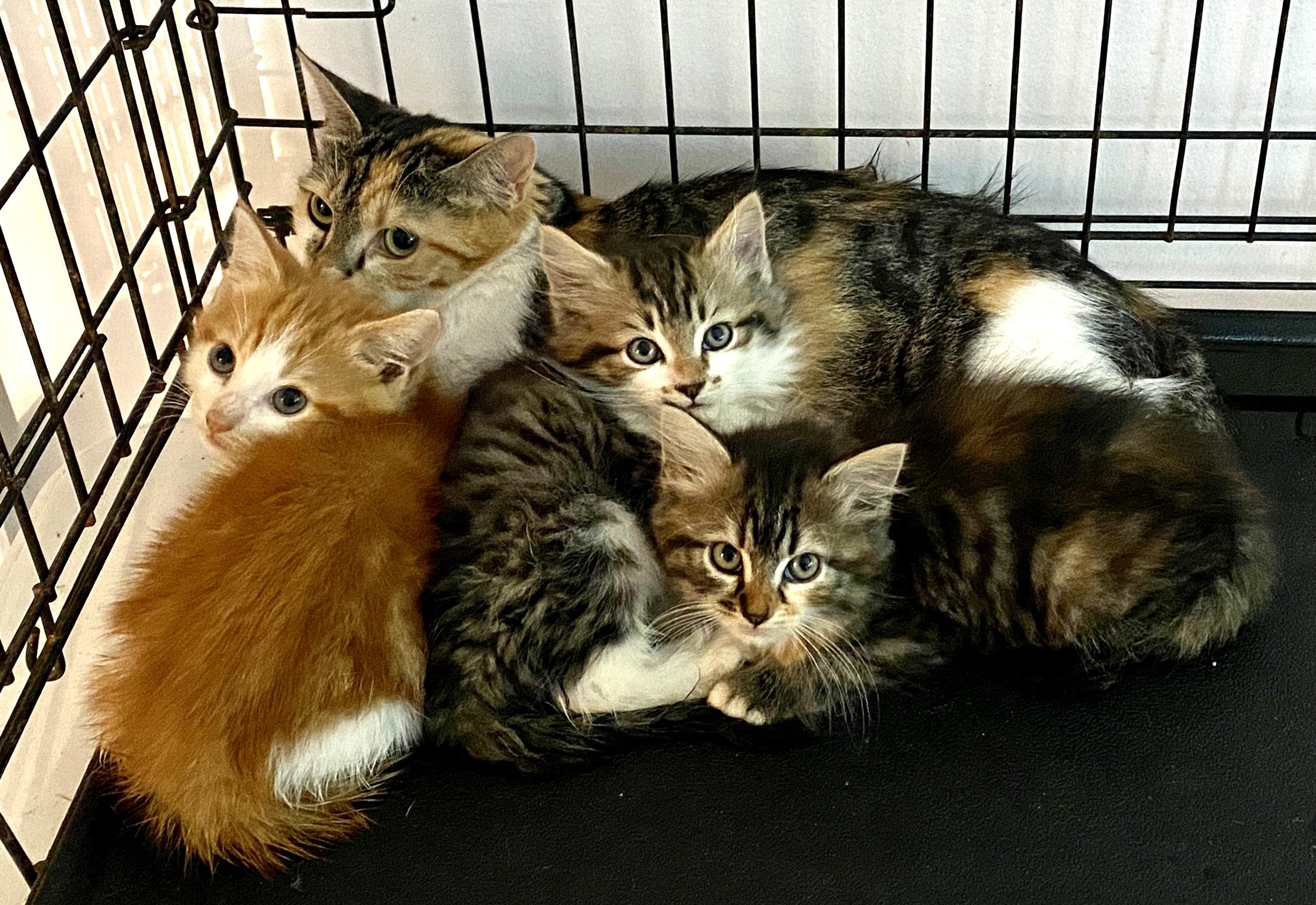 Enlarge Corn Flakes, a Adopted mixed breed in Red Bank, NJ image 5/5