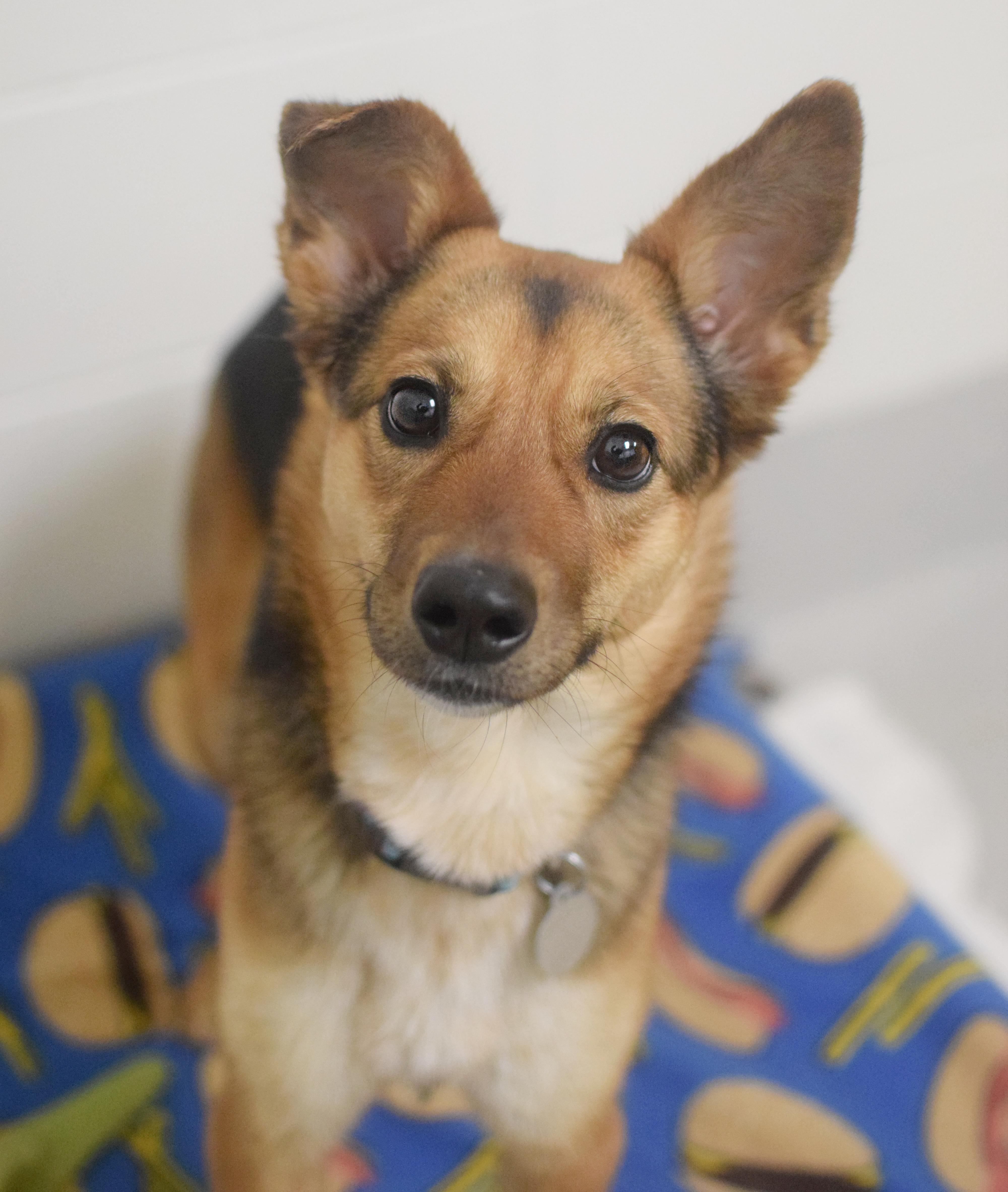 Rye, adopted, Adult Female Corgi & Cattle Dog.