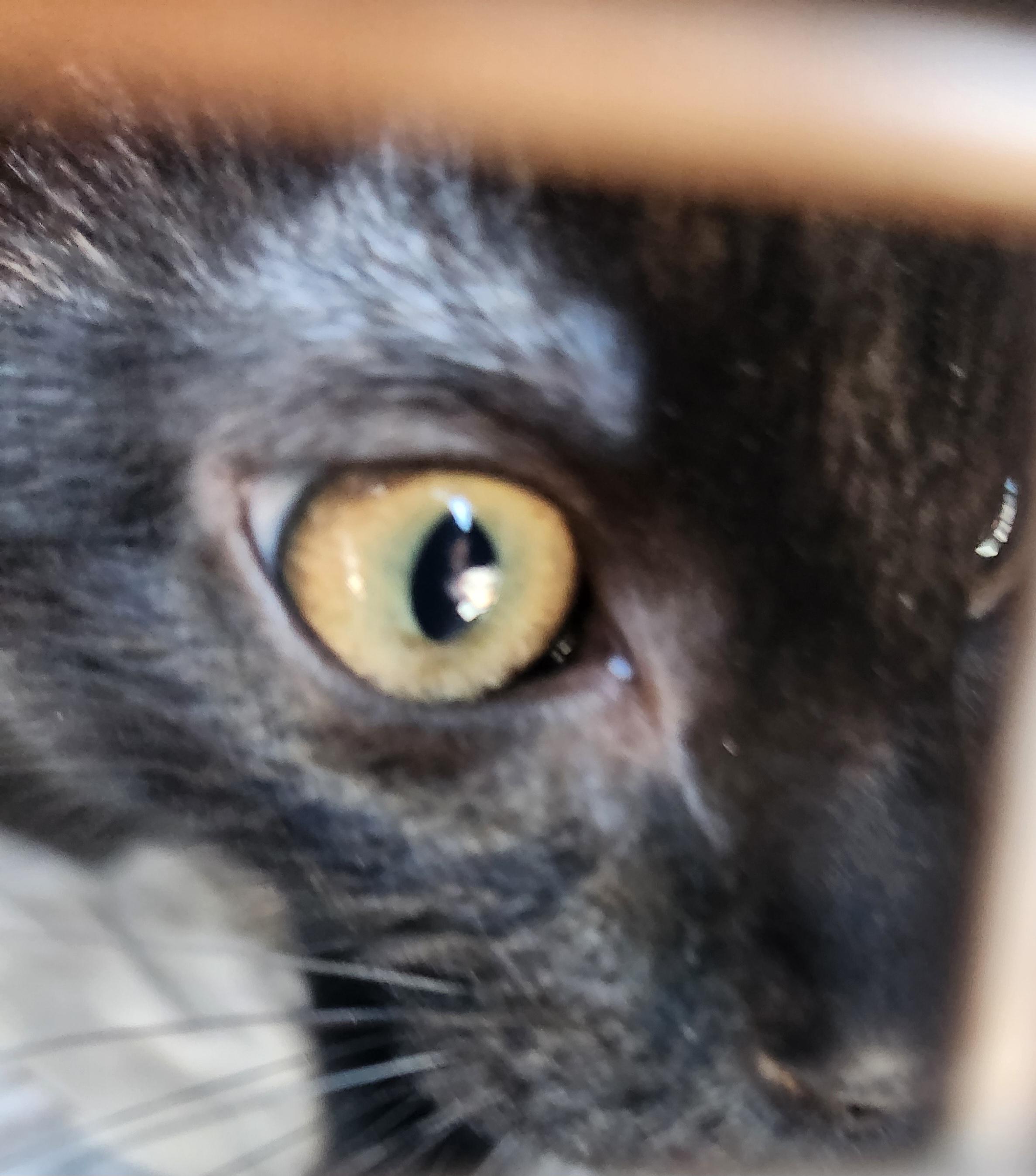 Enlarge Luna, a Adoptable Domestic Short Hair in Wantage, NJ image 3/3